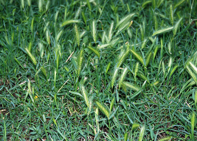 Image of Hordeum leporinum specimen.