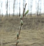 genus Salix
