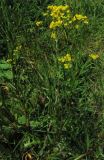 Rorippa austriaca. Цветущее растение на газоне. Нидерланды, Гронинген. Май 2007 г.