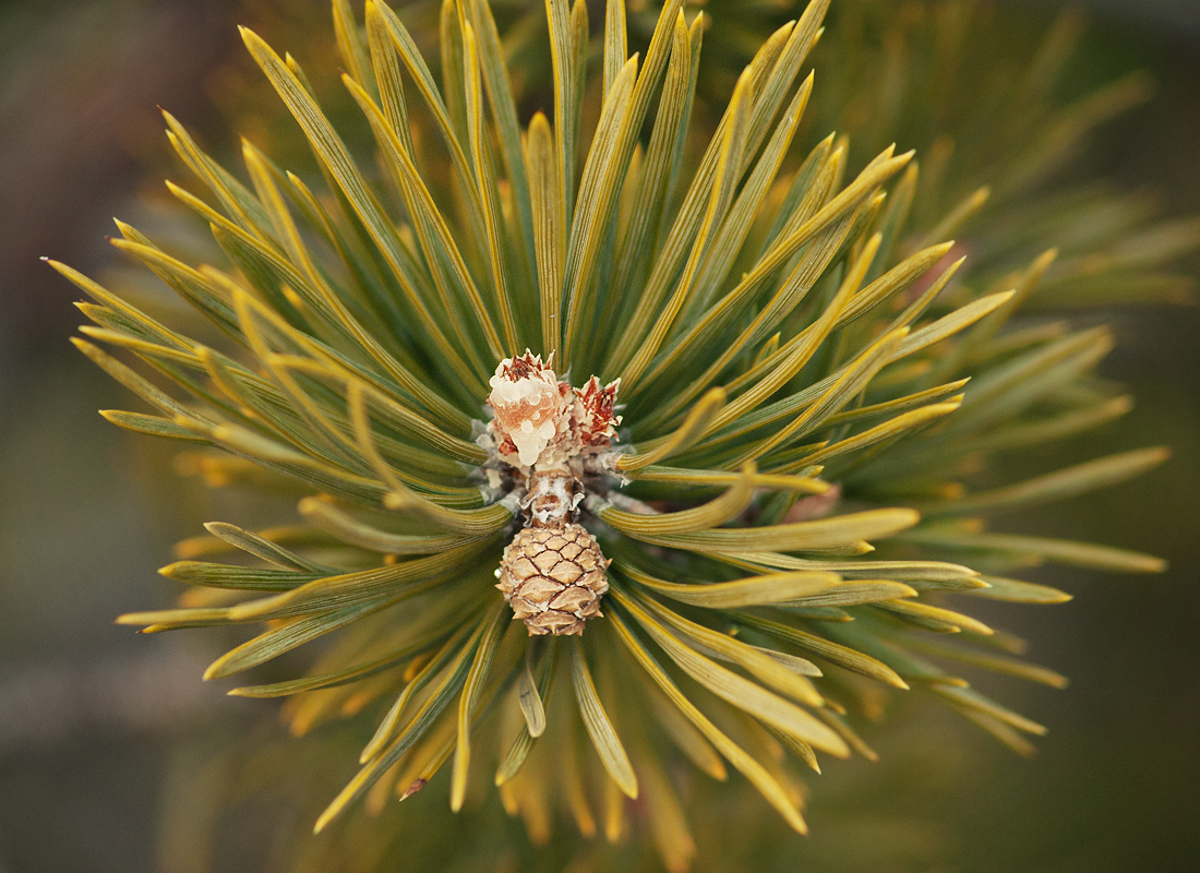 Изображение особи Pinus friesiana.