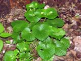 Viola mirabilis