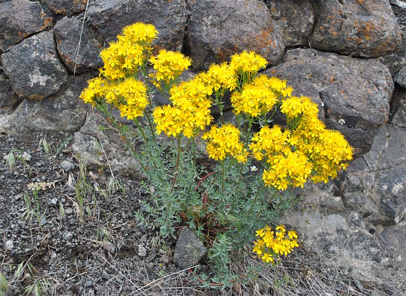 Изображение особи Hypericum scabrum.