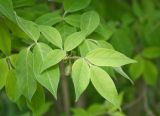 Staphylea trifolia. Листья. Нижний Новгород, Ботанический сад ННГУ им. Н.И. Лобачевского, в культуре. 23.05.2014.