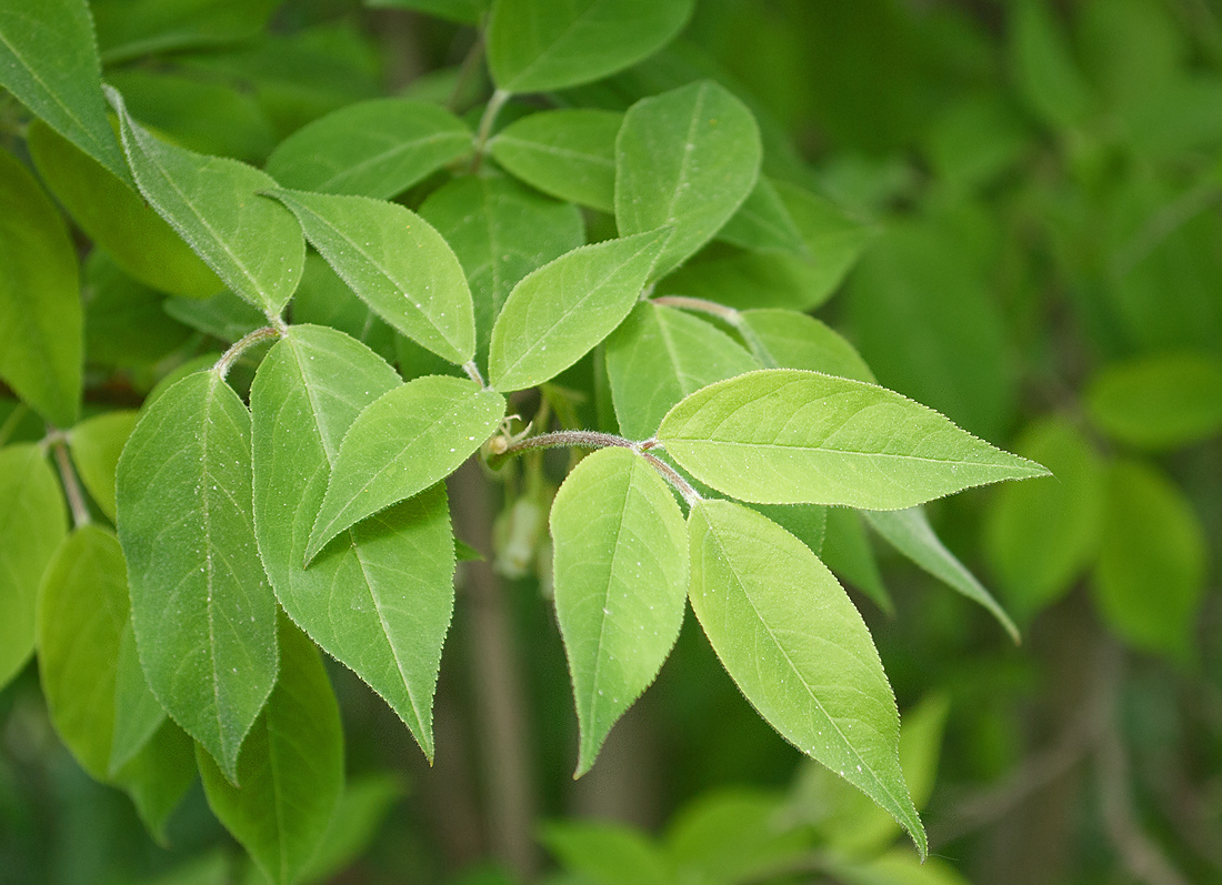 Image of Staphylea trifolia specimen.