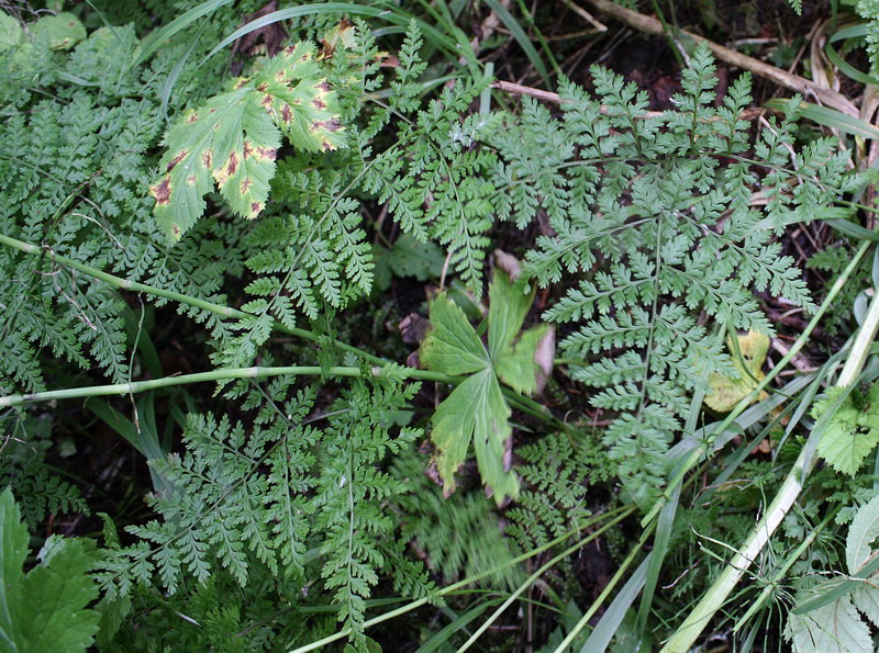 Изображение особи Rhizomatopteris montana.