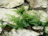 Cystopteris fragilis. Растение, на стене между камнями. Ставропольский край, г. Кисловодск, у кафе «Ивушка», с северной стороны (43°54′3,21″ с.ш., 42°43′12,8″ в.д.). 26.05.2014.