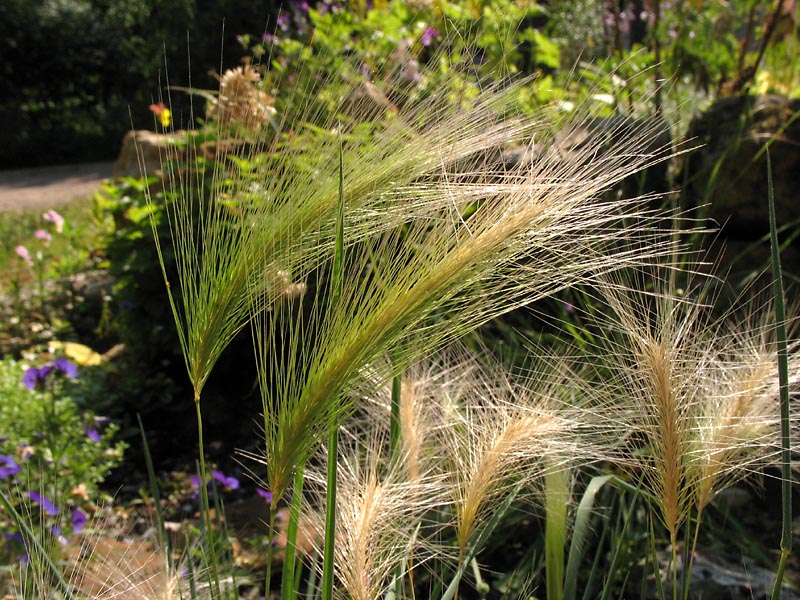 Image of Hordeum jubatum specimen.