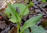 Dactylorhiza aristata