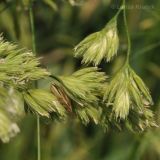 Dactylis glomerata. Часть соцветия. Комсомольск-на-Амуре, сквер. 24.06.2014.