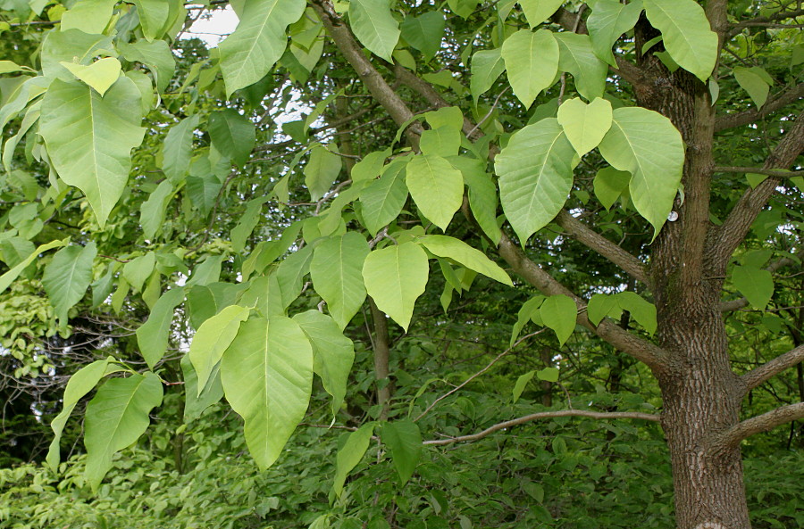 Image of Magnolia acuminata specimen.