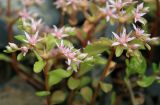 Sedum stoloniferum