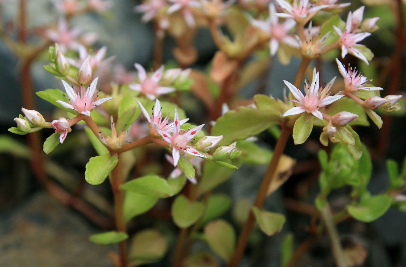 Изображение особи Sedum stoloniferum.