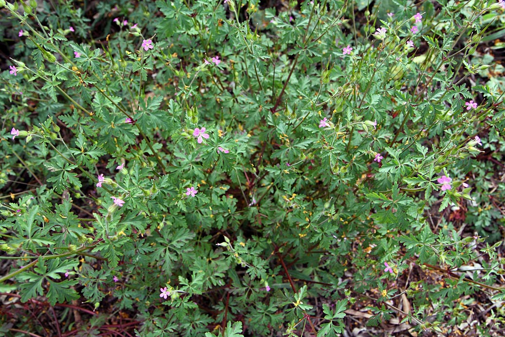 Изображение особи Geranium robertianum.