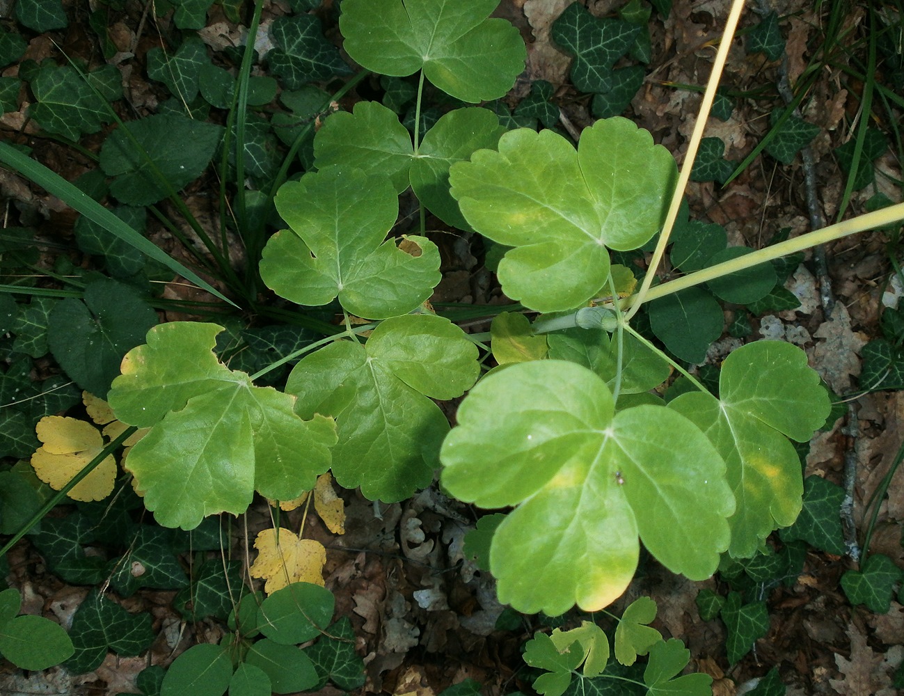 Image of Laser trilobum specimen.