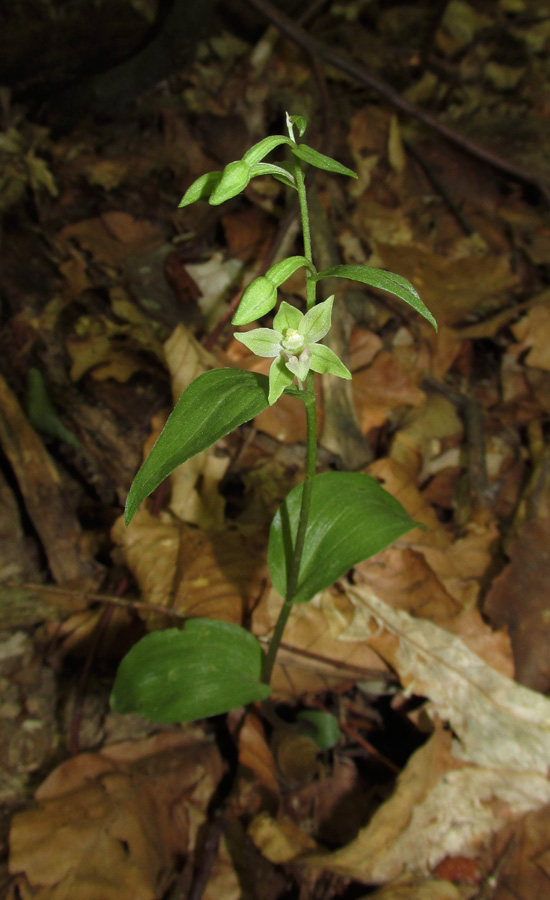 Изображение особи Epipactis persica.