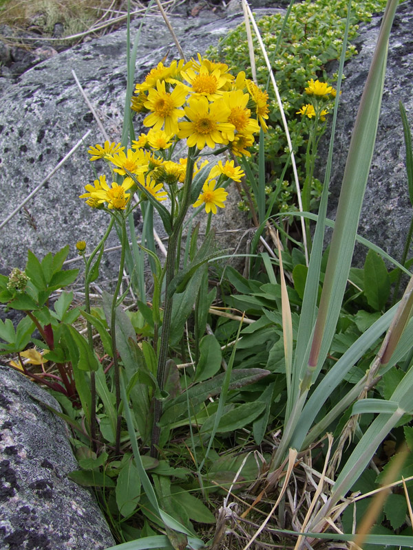 Image of Tephroseris integrifolia specimen.