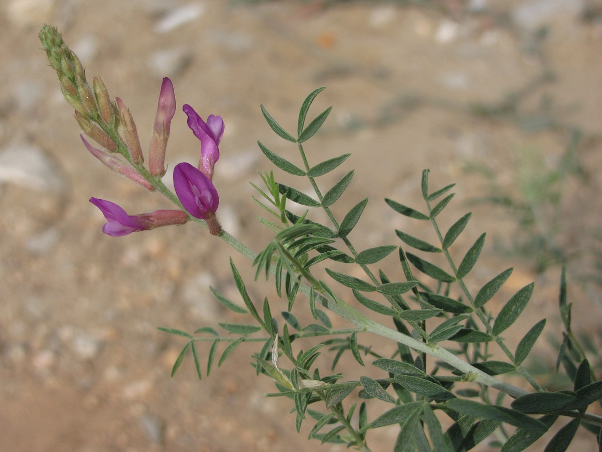 Image of Astragalus varius specimen.