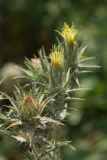 Carthamus lanatus. Соцветия. Ростовская обл., Аксайский р-н, окр. хут. Александровка. 29.06.2013.