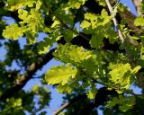 Quercus robur. Ветки. Германия, г. Дюссельдорф, Ботанический сад университета. 03.07.2014.