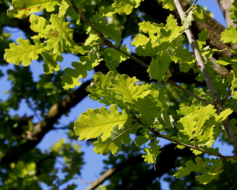 Изображение особи Quercus robur.