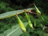 Impatiens glandulifera. Плоды. Нидерланды, Гронинген, городской парк Stadspark. 9 августа 2009 г.