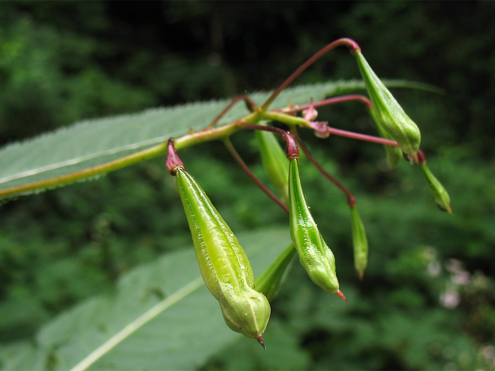 Image of Impatiens glandulifera specimen.