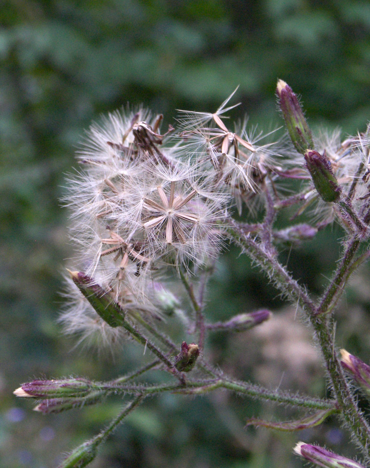 Image of Cicerbita macrophylla specimen.