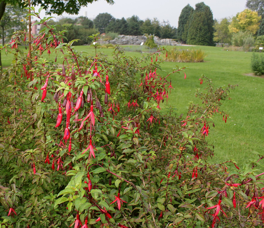 Image of Fuchsia magellanica specimen.