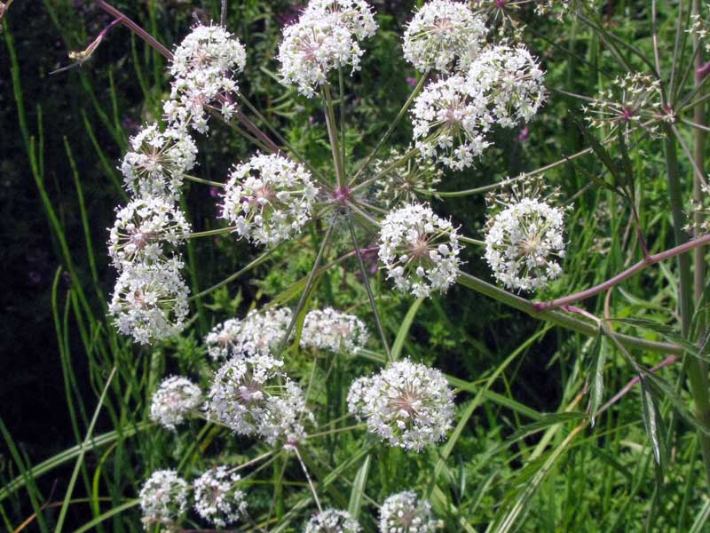 Image of Cicuta virosa specimen.