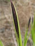 Carex nigra