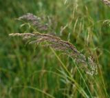 Calamagrostis epigeios. Соцветие. Московская обл., Раменский р-н, окр. ж.-д. платформы Хрипань, залежь. 26.07.2014.