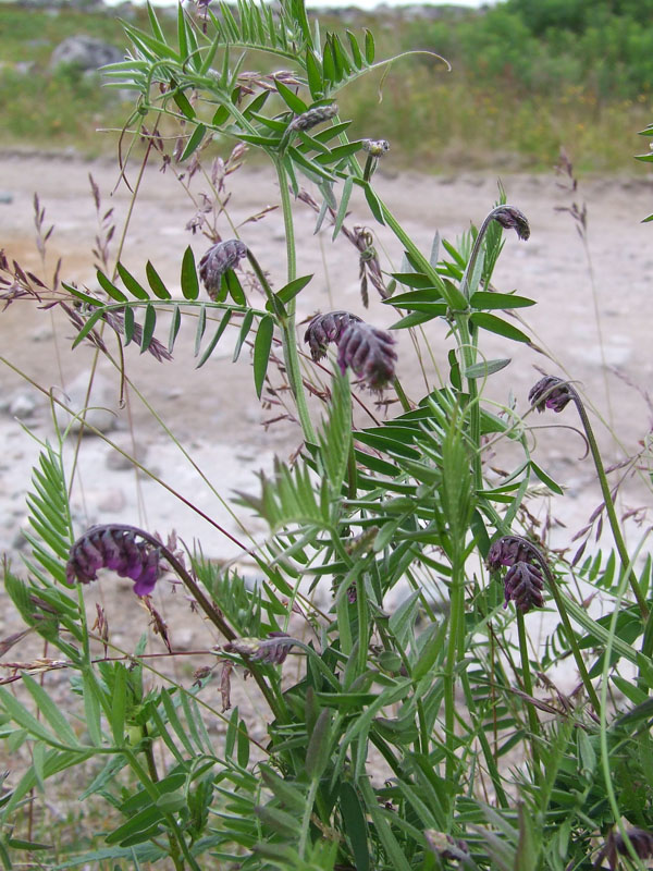 Изображение особи Vicia cracca.