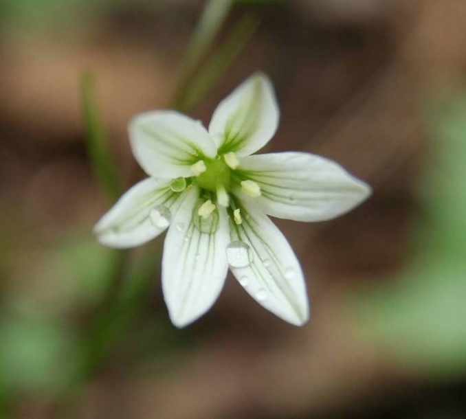 Изображение особи Lloydia triflora.