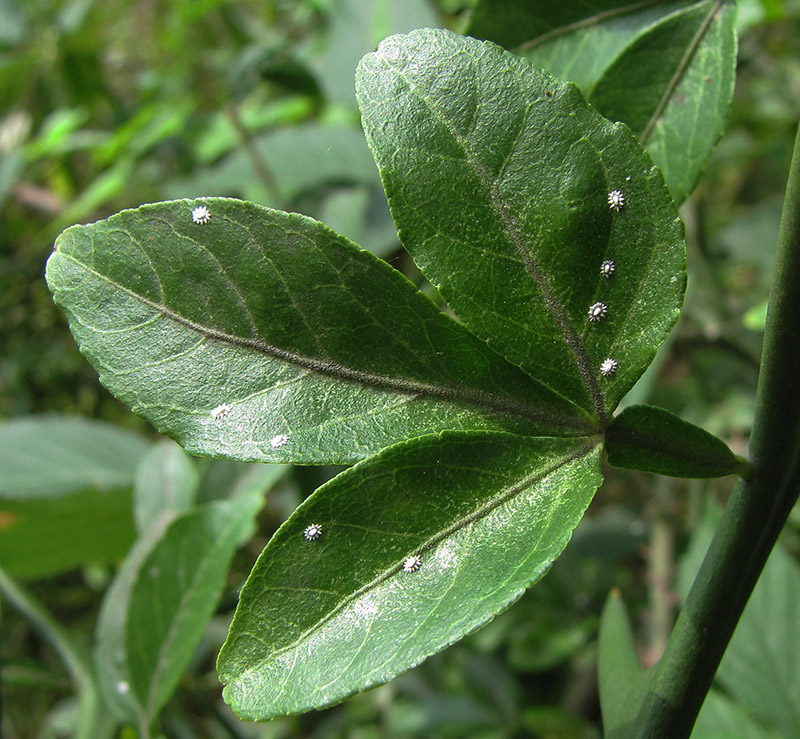 Image of Poncirus trifoliata specimen.