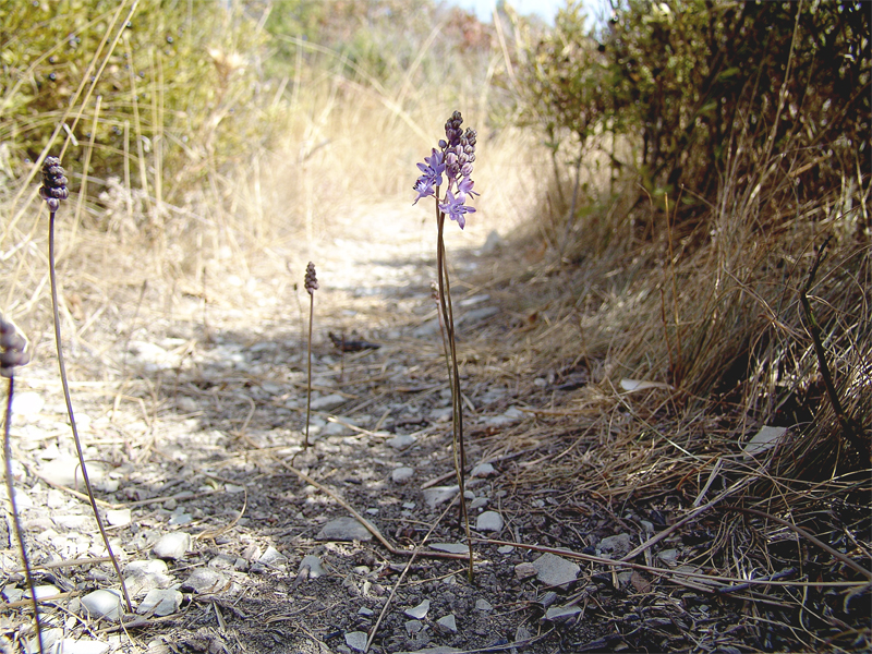 Image of Prospero autumnale specimen.