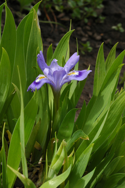 Изображение особи Iris lacustris.