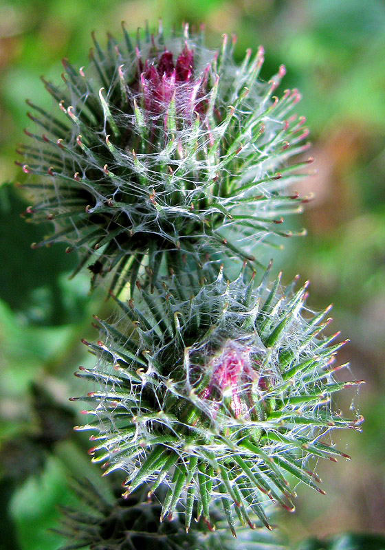 Изображение особи Arctium tomentosum.