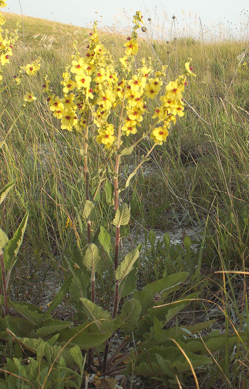 Image of Verbascum marschallianum specimen.