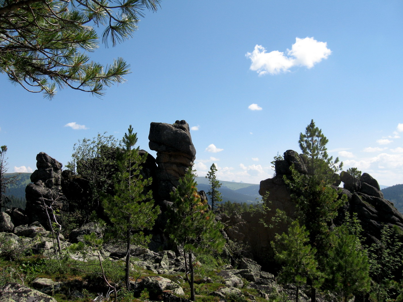 Image of Pinus sibirica specimen.