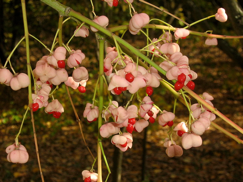 Image of Euonymus bungeanus specimen.