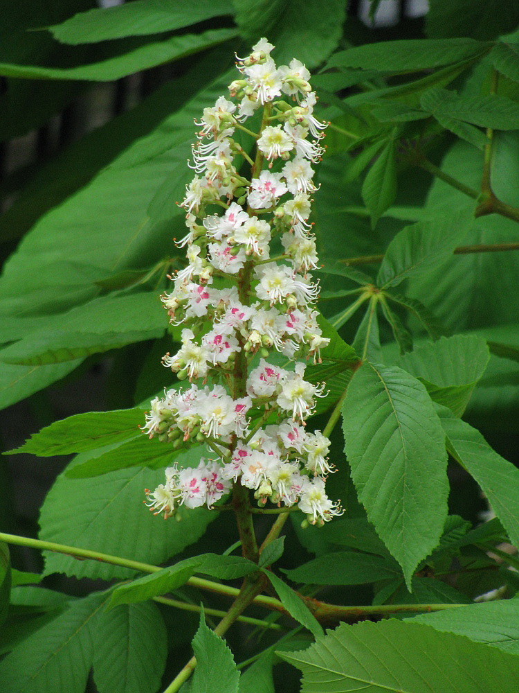 Image of Aesculus hippocastanum specimen.