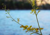 Thalictrum minus