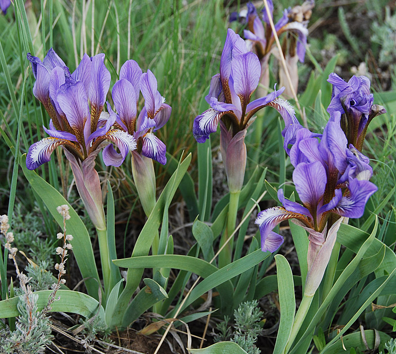 Изображение особи Iris glaucescens.