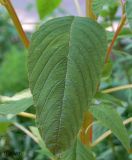 Amaranthus caudatus