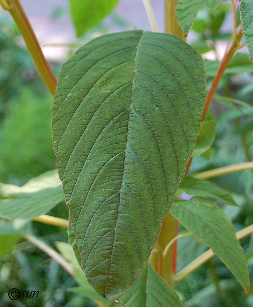 Изображение особи Amaranthus caudatus.