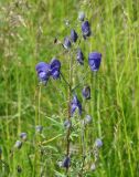 Aconitum baicalense. Соцветие. Иркутская обл., Иркутский р-н, окр. пос. Большая Речка, луг на берегу Иркутского вдхр., р. Ангара. 28.07.2014.