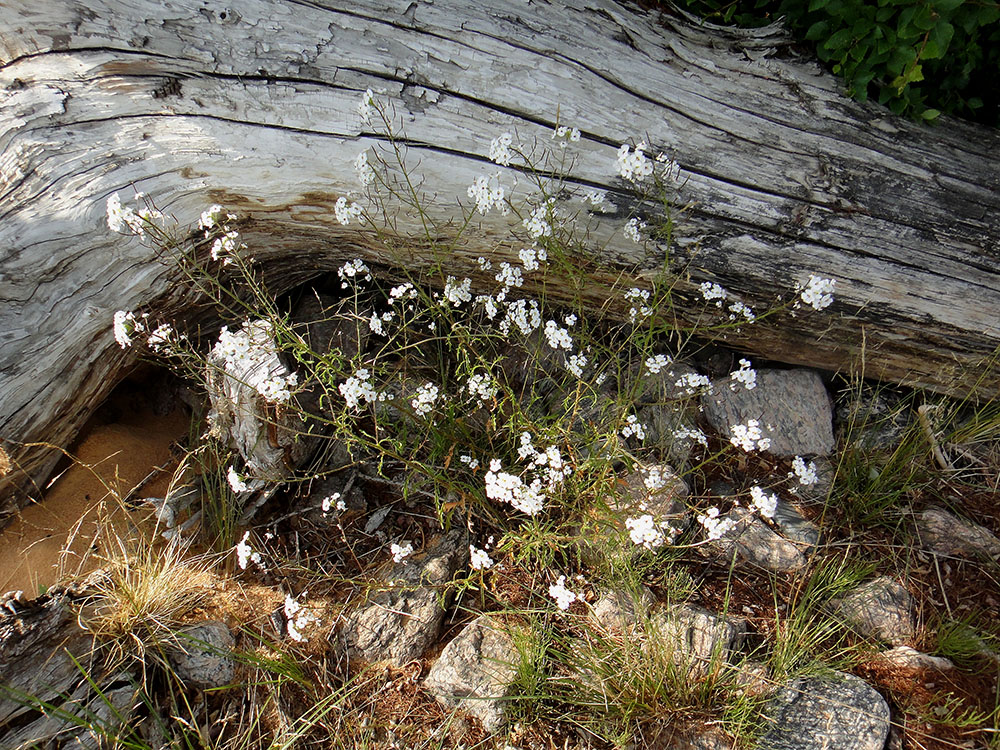 Image of Dontostemon pinnatifidus specimen.