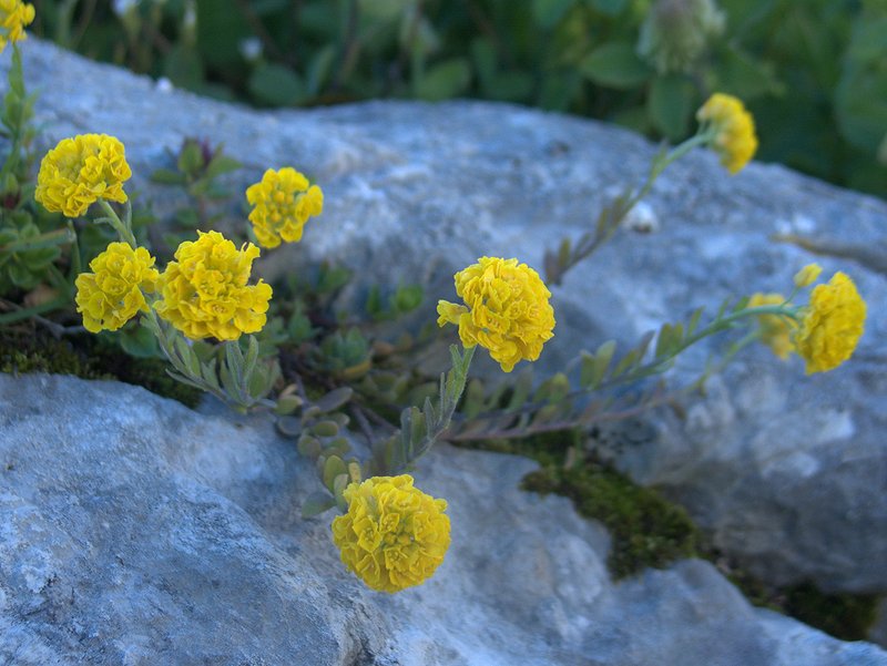 Image of Alyssum oschtenicum specimen.