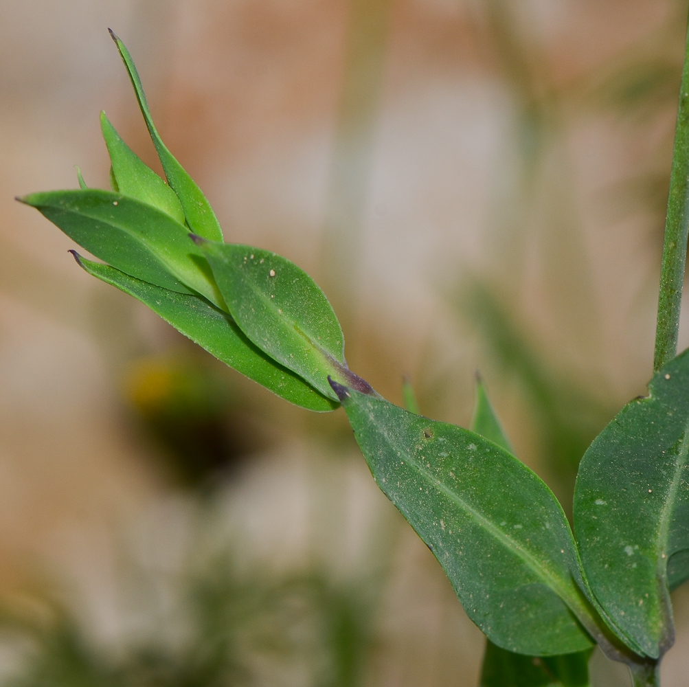 Image of Silene behen specimen.