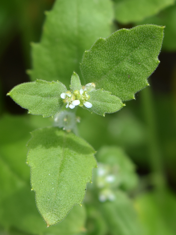 Изображение особи Asperuginoides axillaris.